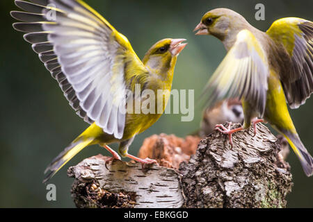 Western verdone (Carduelis chloris), combattendo i maschi, in Germania, in Renania settentrionale-Vestfalia Foto Stock