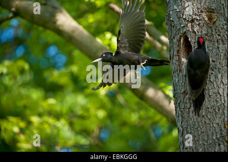 Picchio nero (Dryocopus martius), sostituzione di allevamento, in Germania, in Renania settentrionale-Vestfalia Foto Stock