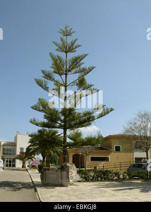 Isola Norfolk Pine (Araucaria heterophylla, Araucaria excelsa), albero ornamentale sul lato della strada, Spagna, Balearen, Maiorca, Costitx Foto Stock