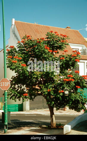 Flame Tree (Spathodea campanulata), albero in fiore Foto Stock