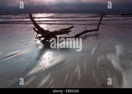 Driftwood giacente nel surf sulla spiaggia di sabbia di fronte al sole di setting, Germania, Meclemburgo-Pomerania, Wustrow Foto Stock