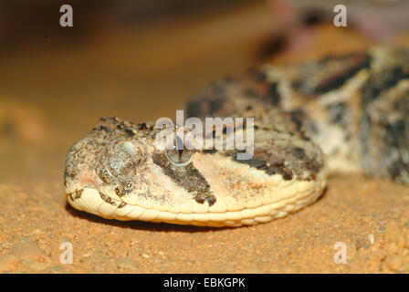 Puff sommatore (Bitis arietans Bitis, lachesis), ritratto Foto Stock