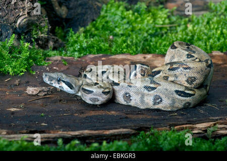 Comune Boa settentrionale (Boa constrictor imperator), arrotolati Foto Stock