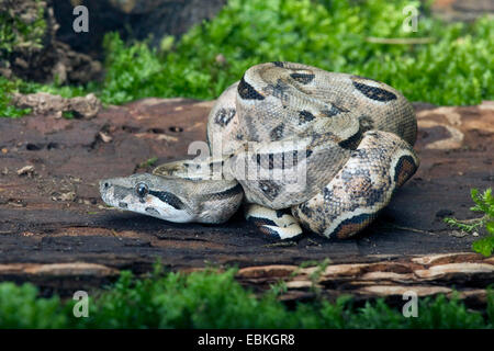 Comune Boa settentrionale (Boa constrictor imperator), arrotolati Foto Stock