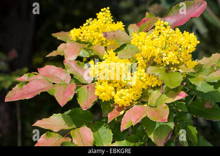 Holly-leaf oregongrape, oregon-UVA, fulgido oregongrape, tall oregongrape, montagna di uva (Mahonia aquifolium), filiale di fioritura, Germania Foto Stock