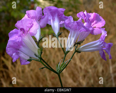 Podranea, Rosa tromba Vine Bignone Rose (Podranea ricasoliana), infiorescenza Foto Stock