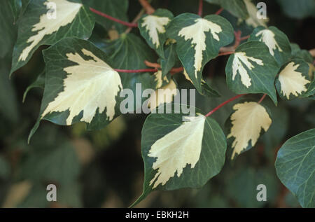 English ivy, comune edera (Hedera helix 'Goldheart', Hedera helix Goldheart), foglie, cultivar Goldheart Foto Stock