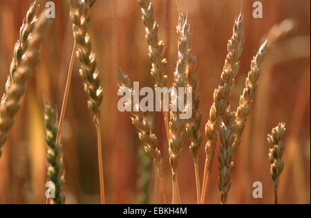 Spelta frumento (Triticum spelta), i picchi di maturi, Germania Foto Stock