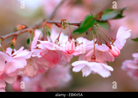 Ornamentali in ciliegio (Prunus 'Riconoscimento', Prunus entusiastico sostegno), filiale di fioritura Foto Stock