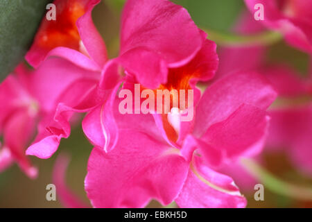 Guarianthe bowringiana (Guarianthe bowringiana 'Rubra', Guarianthe bowringiana Rubra, Cattleya bowringiana 'Rubra', Cattleya bowringiana rubra), cultivar Rubra Foto Stock