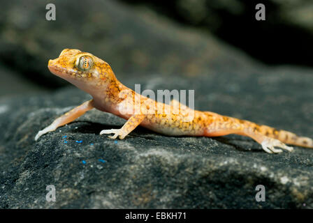 Lichtenstein di breve-dita (Gecko Stenodactylus stenodactylus), su una pietra Foto Stock