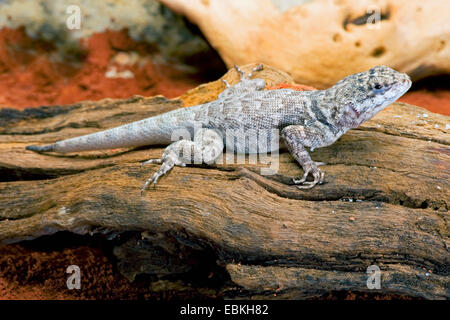 Amazon Lucertola di lava (Tropidurus torquatus), seduti su deadwood Foto Stock