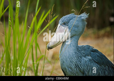 Whale-headed stork, Shoebill (Balaeniceps rex), in piedi il reed Foto Stock