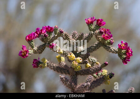 Buckhorn Cholla (Cylindropuntia acanthocarpa), in fiore nel deserto di Sonora, USA, Arizona, Phoenix Foto Stock
