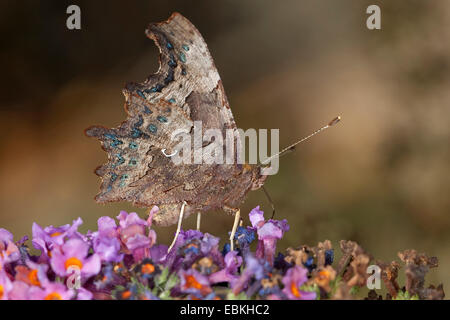 Virgola (Polygonia c-album, virgola c-album, Nymphalis c-album), bere il nettare da Buddleja davidii, Germania Foto Stock