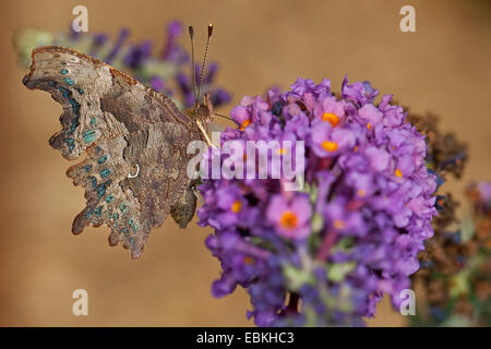 Virgola (Polygonia c-album, virgola c-album, Nymphalis c-album), bere il nettare da Buddleja davidii, Germania Foto Stock