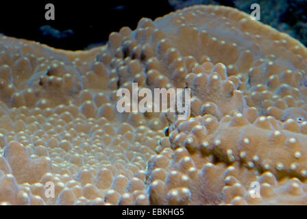 Piegate il corallo di lattuga, scorrere di corallo, ritorto corallo lattuga (Turbinaria mesenterina), deatil Foto Stock