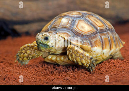 African spronato tartaruga (Centrochelys sulcata), vista frontale Foto Stock