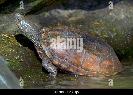 Reeves turtle, Cinese tre-keeled pond turtle (Chinemys reevesii), la fuoriuscita di acqua Foto Stock