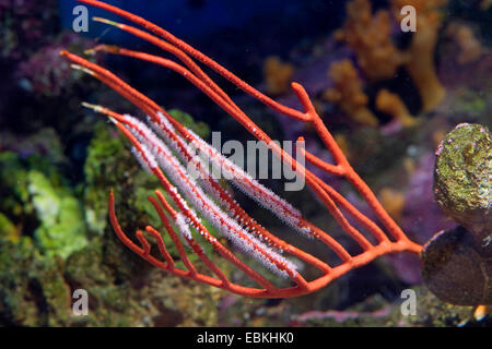 Mar Rosso fruste (Ctenocella pectinata), vista da vicino Foto Stock
