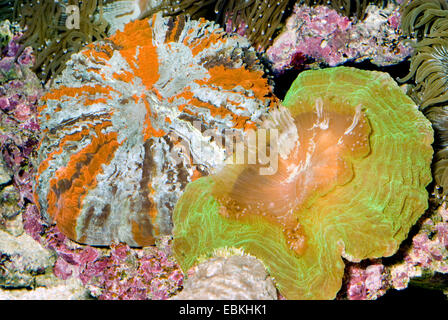 Green occhi di gatto Coral (Cynarina lacrymalis), due accanto a ciascun altro Foto Stock