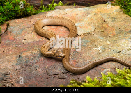 Colubro liscio (Coronella austriaca), su una pietra, Germania Foto Stock