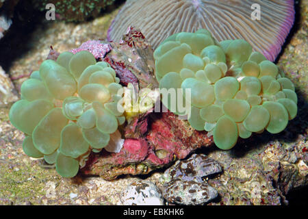 Green occhi di gatto Coral (Cynarina lacrymalis), due Foto Stock