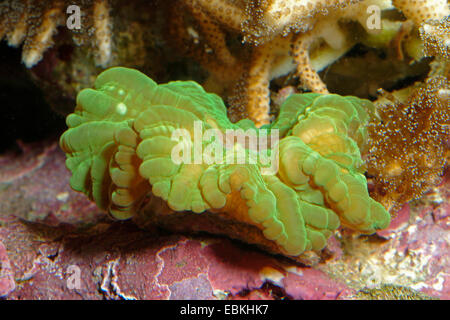 Green occhi di gatto Coral (Cynarina lacrymalis), vista laterale Foto Stock