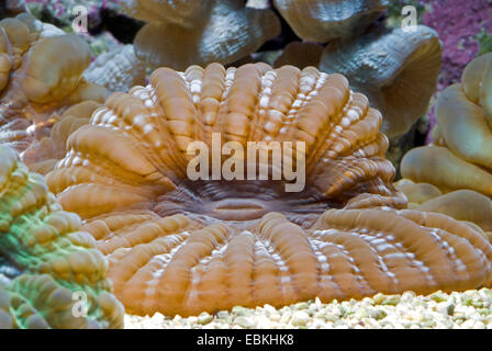 Green occhi di gatto Coral (Cynarina lacrymalis), vista da vicino Foto Stock