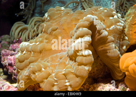 Green occhi di gatto Coral (Cynarina lacrymalis), vista laterale Foto Stock