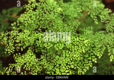 Maidenhair Delta, Delta felce capelvenere (Adiantum raddianum 'Grazillimum', Adiantum cuneatum 'Grazillimum'), foglie Foto Stock