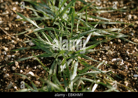 Coltivate Emmer (Triticum turgidum ssp. dicoccon var. farrum, Triticum dicoccon var. farrum), giovani piante Foto Stock