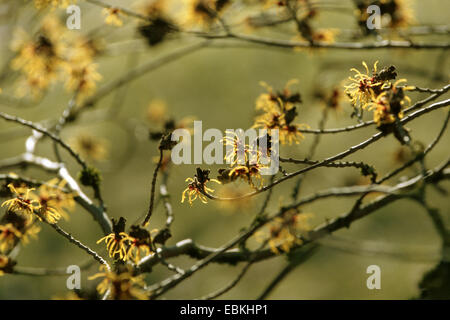 Il cinese amamelide (Hamamelis mollis "arancione", Hamamelis mollis arancione), cultivar Orange Foto Stock