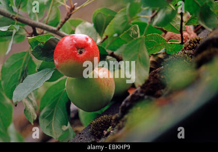 Melo (Malus domestica 'James Grieve', Malus domestica James Grieve), le mele su un albero, cultivar Jamens Grieve Foto Stock