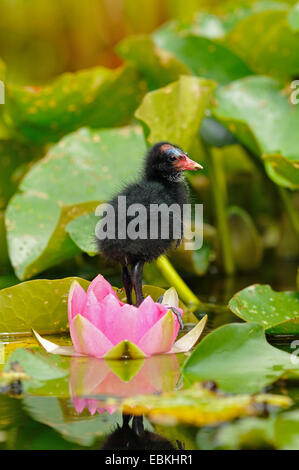 (Moorhen Gallinula chloropus), moorhen pulcino su un acqua-lily, Germania Foto Stock