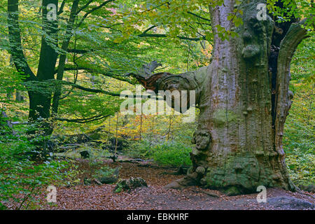 Comune di faggio (Fagus sylvatica), ca. 800 anni il faggio in autunno, Germania, Hesse, Urwald Sababurg Foto Stock