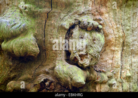 Comune di faggio (Fagus sylvatica), faccia nel tronco di una ca. 800 anni di faggio, Germania, Hesse, Urwald Sababurg Foto Stock