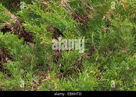 Savin Ginepro, Savin (Juniperus sabina), rami, Germania Foto Stock