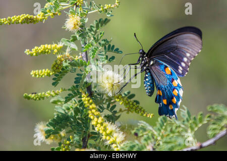 Arizona pezzata di rosso porpora (Limenitis arthemis arizonensis), in corrispondenza di un graticcio blossom, USA, Arizona, Phoenix Foto Stock