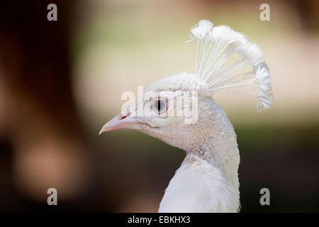 Peafowl comune, peafowl indiano, peafowl blu (Pavo cristatus), Albino, ritratto Foto Stock