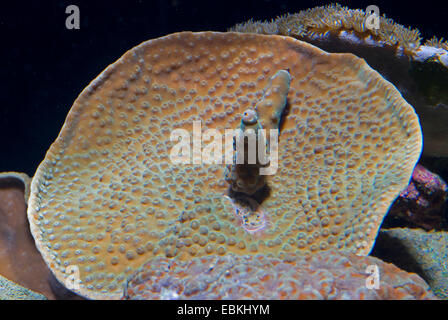 Piegate il corallo di lattuga, scorrere di corallo, ritorto corallo lattuga (Turbinaria mesenterina), vista dall'alto Foto Stock