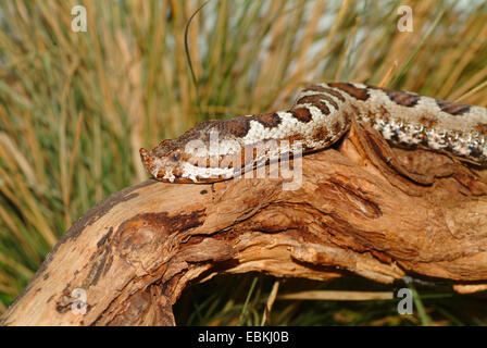 Naso-cornuto viper, vipera cornuta, a becco lungo viper (Vipera ammodytes), ritratto Foto Stock