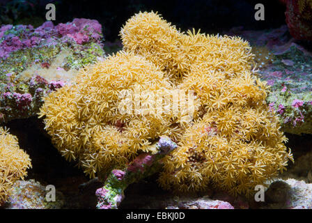 Organo-tubo di corallo, organo a canne di corallo, organo a canne (Tubipora musica), vista laterale Foto Stock