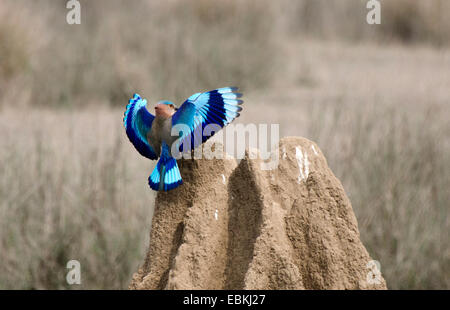 Rullo indiano (Coracias benghalensis), atterraggio su una termite hill, India, Madhya Pradesh Foto Stock