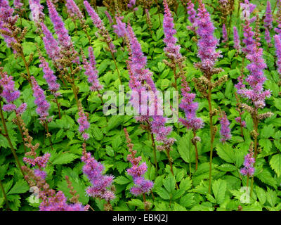 Falso di capra da barba, cinese (astilbe Astilbe chinensis var. pumila), fioritura Foto Stock