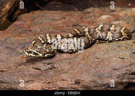 Il russo biacco siberiano Ratsnake (Elaphe schrenckii schrenckii), arrotolati Foto Stock