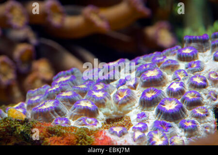 Vaso di fiori corallo (Goniopora spec.), colonie Foto Stock