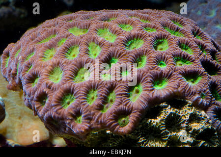 Brain Coral (Favia spec.), vista da vicino Foto Stock