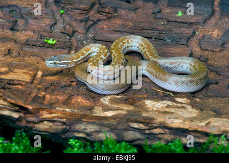 Casa comune snake, comune casa marrone snake (Boaedon fuliginosus, Lamprophis fuliginosus) giacente su un tronco di albero Foto Stock