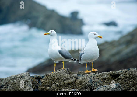 Aringa gabbiano (Larus argentatus), sittin su rocce costiere, Portogallo, Aljezur Foto Stock